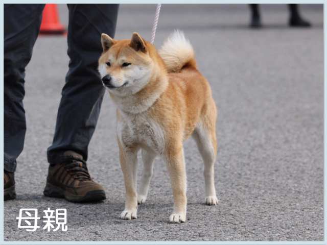 玉号1 玉号1