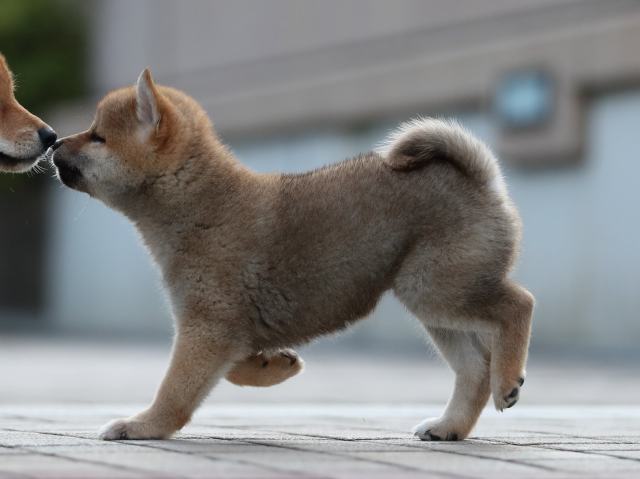 AI5I0440-puppy AI5I0440-puppy
