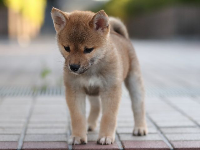 AI5I0665-puppy AI5I0665-puppy
