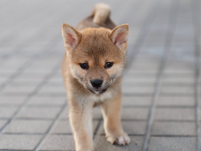 AI5I0764-puppy AI5I0764-puppy
