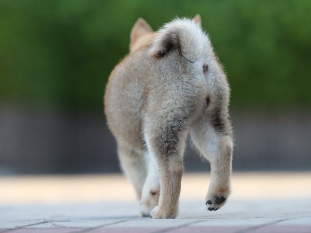AI5I0788-puppy AI5I0788-puppy