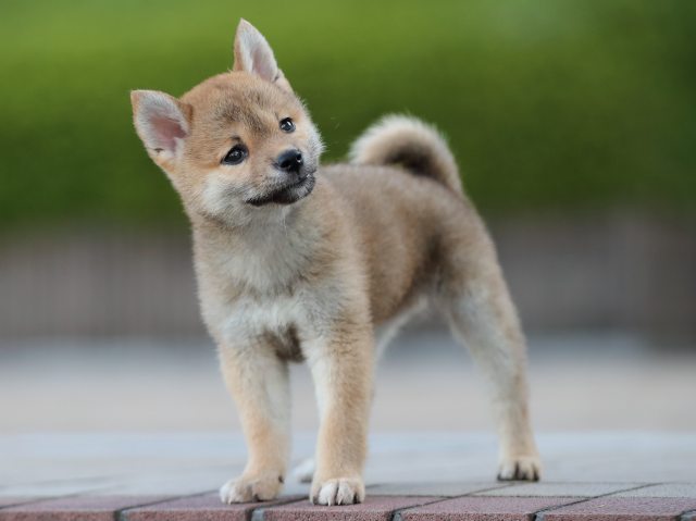 AI5I0846-puppy AI5I0846-puppy