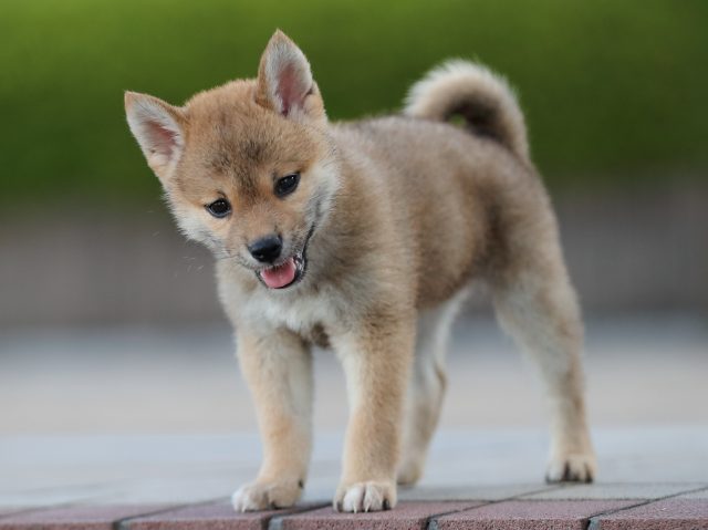 AI5I0858-puppy AI5I0858-puppy