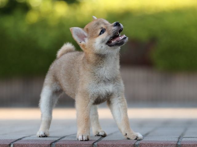 AI5I0889-puppy AI5I0889-puppy