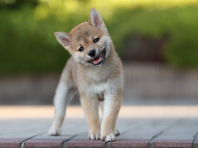 AI5I0895-puppy AI5I0895-puppy