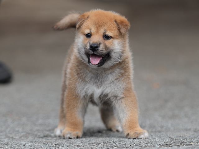 AI5I1088-puppy AI5I1088-puppy