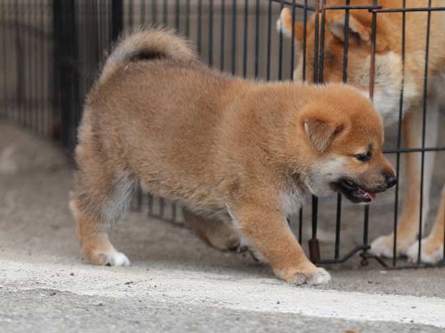 AI5I1119-puppy AI5I1119-puppy