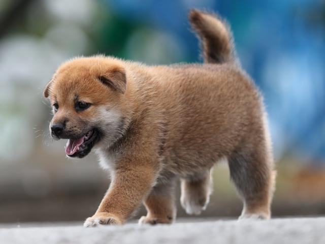 AI5I1124-puppy AI5I1124-puppy