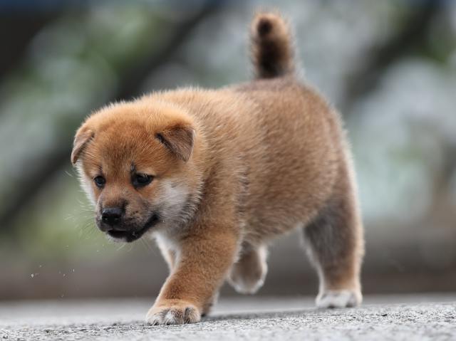 AI5I1140-puppy AI5I1140-puppy
