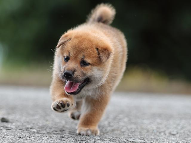 AI5I1225-puppy AI5I1225-puppy