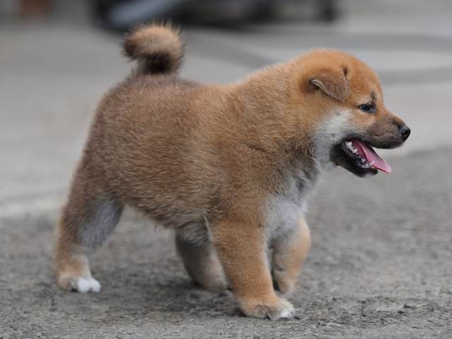 AI5I1282-puppy AI5I1282-puppy