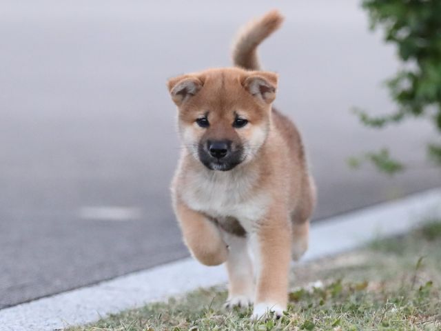 AI5I1792-puppy AI5I1792-puppy
