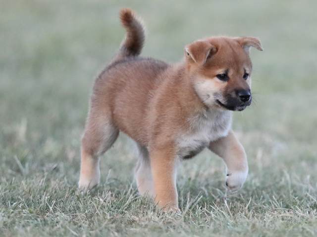 AI5I1867-puppy AI5I1867-puppy