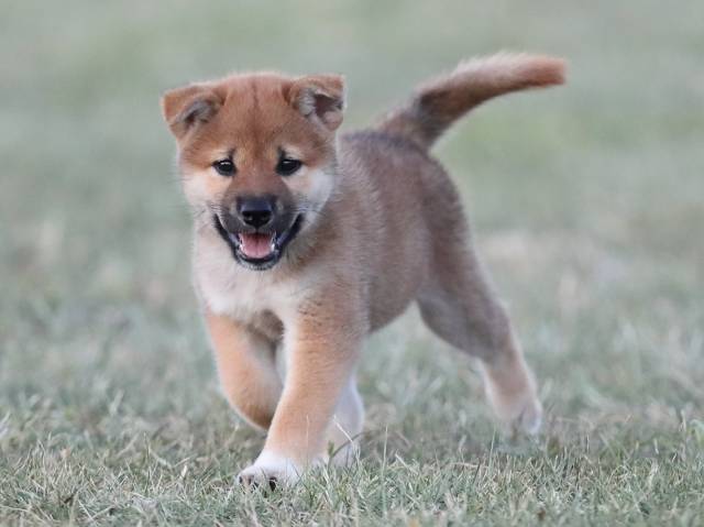 AI5I1881-puppy AI5I1881-puppy