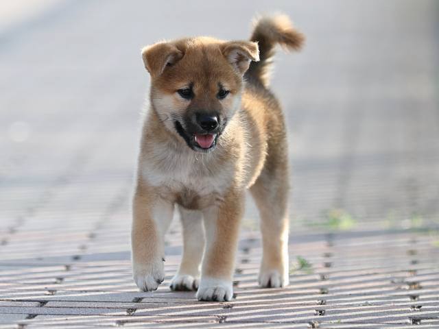 AI5I2004-puppy AI5I2004-puppy