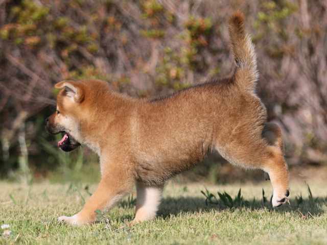 AI5I2206-puppy AI5I2206-puppy