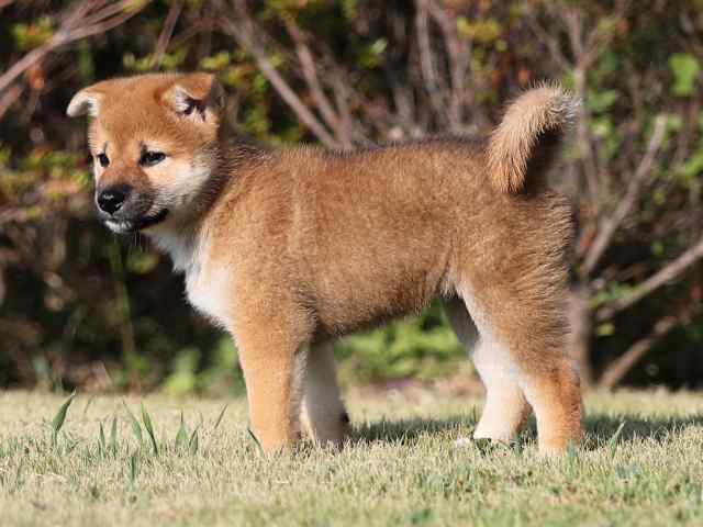 AI5I2211-puppy AI5I2211-puppy