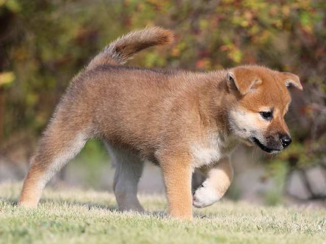 AI5I2642-puppy AI5I2642-puppy