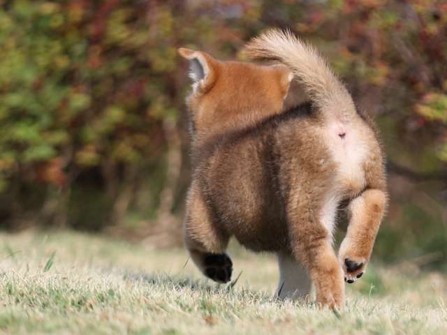 AI5I2683-puppy AI5I2683-puppy