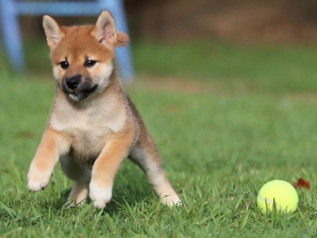 AI5I2803-puppy AI5I2803-puppy