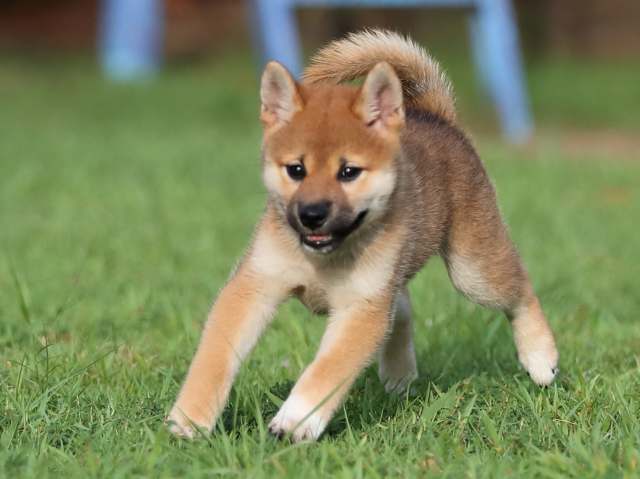 AI5I2804-puppy AI5I2804-puppy