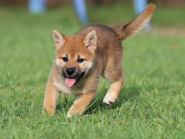 AI5I2805-puppy AI5I2805-puppy