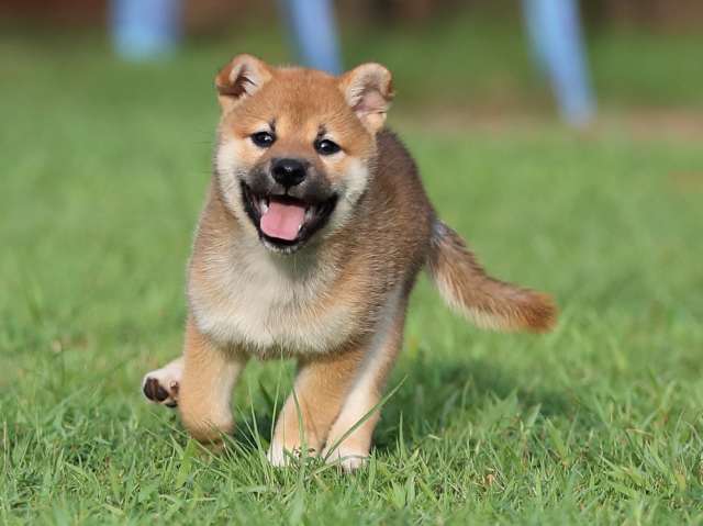 AI5I2806-puppy AI5I2806-puppy