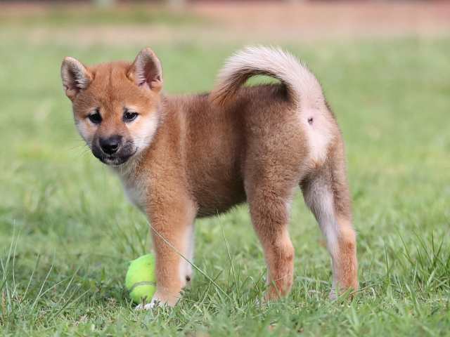 AI5I2828-puppy AI5I2828-puppy