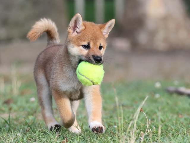 AI5I2942-puppy AI5I2942-puppy