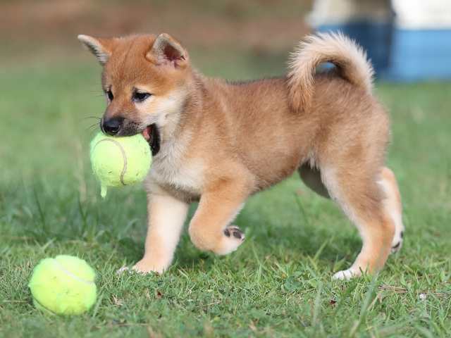 AI5I3057-puppy AI5I3057-puppy