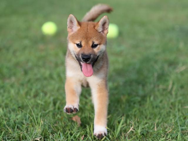 AI5I3091-puppy AI5I3091-puppy