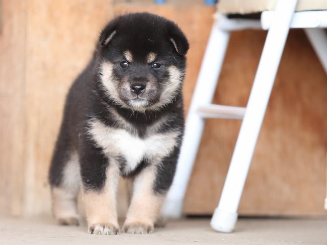 AI5I3135-puppy AI5I3135-puppy