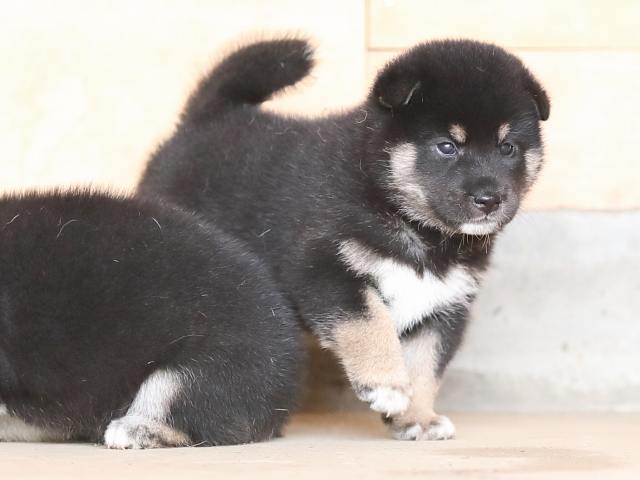 AI5I3138-puppy AI5I3138-puppy