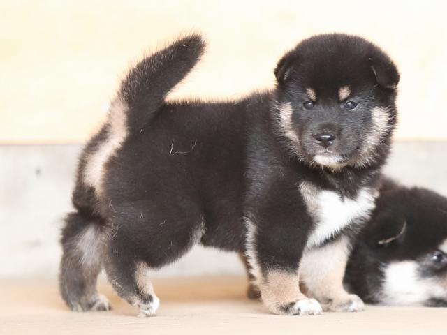 AI5I3145-puppy AI5I3145-puppy