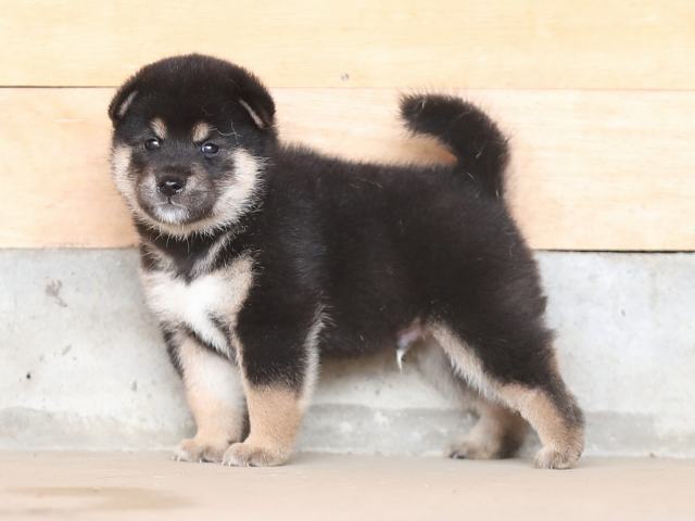 AI5I3157-puppy AI5I3157-puppy