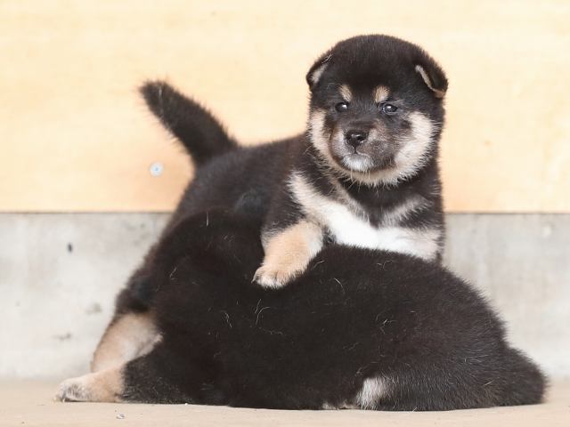 AI5I3158-puppy AI5I3158-puppy