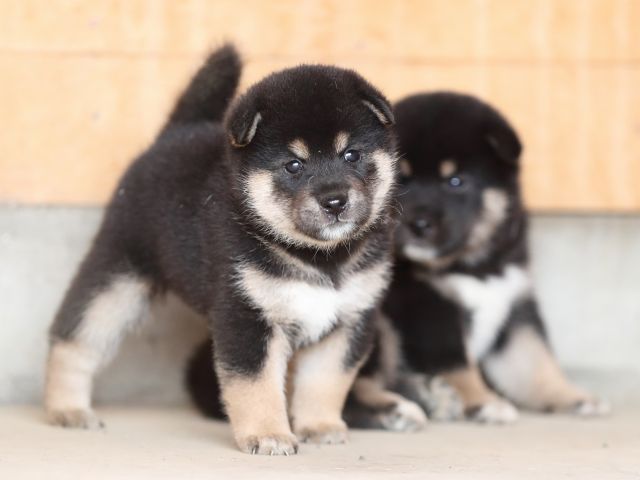 AI5I3237-puppy AI5I3237-puppy