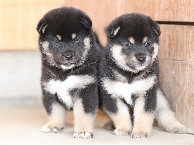 AI5I3278-puppy AI5I3278-puppy