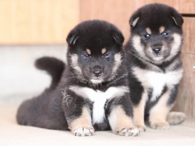 AI5I3306-puppy AI5I3306-puppy