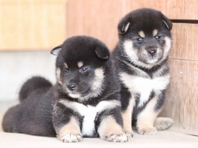 AI5I3314-puppy AI5I3314-puppy