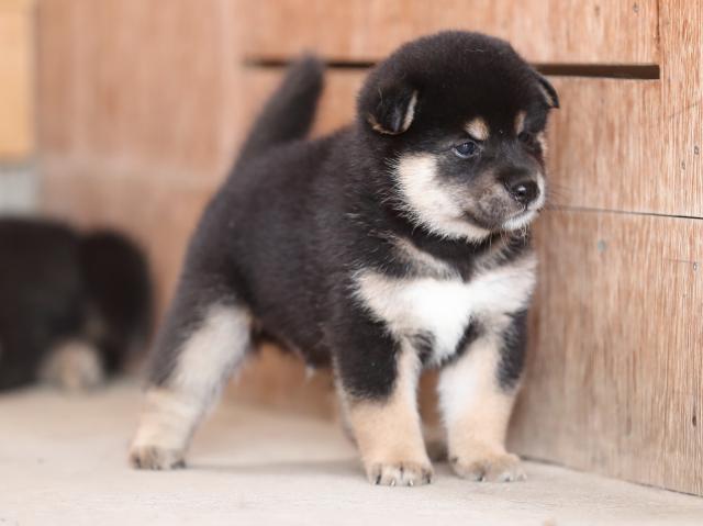 AI5I3322-puppy AI5I3322-puppy