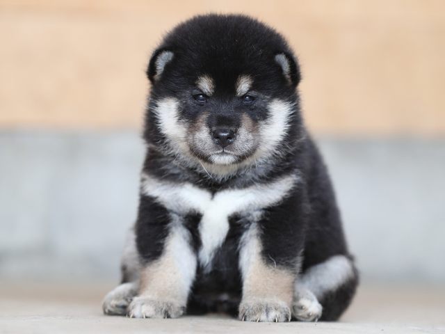 AI5I3338-puppy AI5I3338-puppy