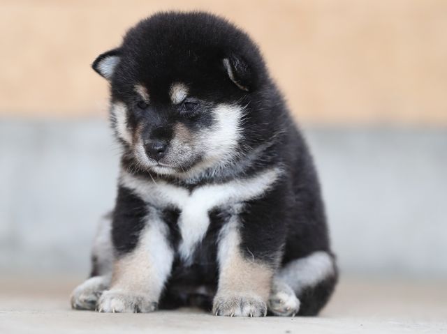 AI5I3340-puppy AI5I3340-puppy
