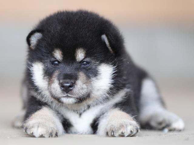 AI5I3364-puppy AI5I3364-puppy