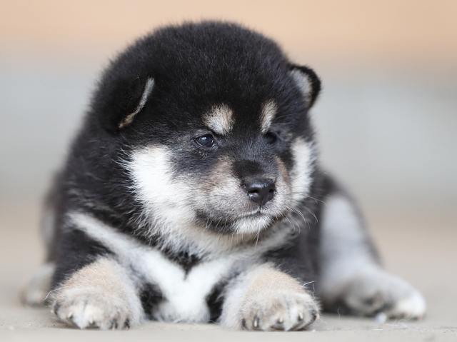 AI5I3368-puppy AI5I3368-puppy