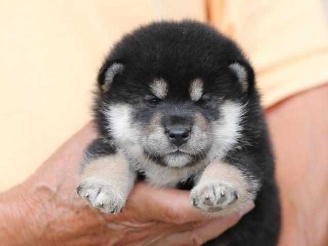 AI5I3377-puppy AI5I3377-puppy