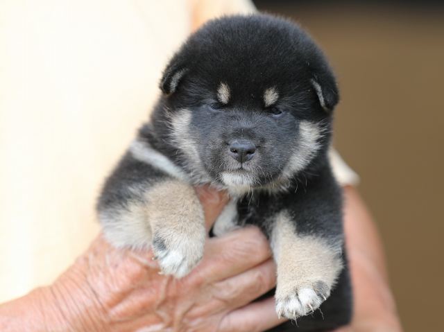 AI5I3396-puppy AI5I3396-puppy