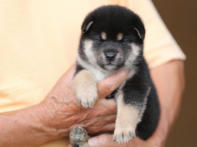 AI5I3410-puppy AI5I3410-puppy