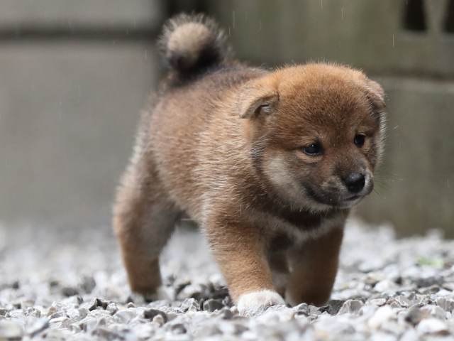 AI5I3456-puppy AI5I3456-puppy
