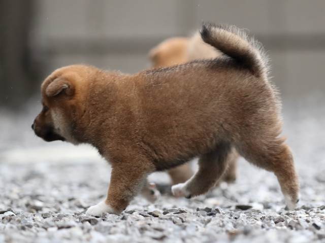 AI5I3522-puppy AI5I3522-puppy